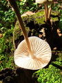 cz_celadica_nagubana_d_Mycena_galericulata_2009_09240075.JPG