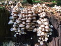 Filename=cz_celadica_pripognjena_a_Mycena_inclinata_2009_09240035.JPG
Filesize=284KB
Dimensions=900x675
Date added=Jan 03, 2010 cz_celadica_pripognjena_a_Mycena_inclinata_2009_09240035.JPG