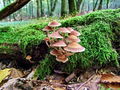 Filename=cz_crnivka_prosojna_a_Psathyrella_piluliformis_2009_09220011.JPG
Filesize=337KB
Dimensions=900x675
Date added=Jan 03, 2010 cz_crnivka_prosojna_a_Psathyrella_piluliformis_2009_09220011.JPG