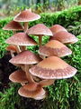 Filename=cz_crnivka_prosojna_b_Psathyrella_piluliformis_2009_09220010.JPG
Filesize=298KB
Dimensions=675x900
Date added=Jan 03, 2010 cz_crnivka_prosojna_b_Psathyrella_piluliformis_2009_09220010.JPG