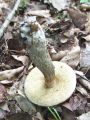 Filename=ded_gabrov_c_Leccinum_pseudoscabrum_2011_06180058.jpg
Filesize=315KB
Dimensions=675x900
Date added=Nov 28, 2012 ded_gabrov_c_Leccinum_pseudoscabrum_2011_06180058.jpg