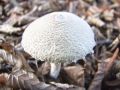 Filename=deznicek_obuti_d_Lepiota_clypeolaria_16_2012_10050028.jpg
Filesize=229KB
Dimensions=900x675
Date added=Nov 28, 2012 deznicek_obuti_d_Lepiota_clypeolaria_16_2012_10050028.jpg