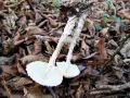 Filename=deznicek_obuti_e_Lepiota_clypeolaria_16_2012_10050027.jpg
Filesize=257KB
Dimensions=900x675
Date added=Nov 28, 2012 deznicek_obuti_e_Lepiota_clypeolaria_16_2012_10050027.jpg