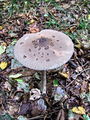 Filename=deznik_grbicasti_a_Macrolepiota_mastoidea_2009_09210002.JPG
Filesize=340KB
Dimensions=675x900
Date added=Jan 03, 2010 deznik_grbicasti_a_Macrolepiota_mastoidea_2009_09210002.JPG