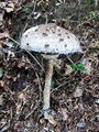 Filename=deznik_grbicasti_b_Macrolepiota_mastoidea_2009_09240090.jpg
Filesize=326KB
Dimensions=675x900
Date added=Jan 03, 2010 deznik_grbicasti_b_Macrolepiota_mastoidea_2009_09240090.jpg