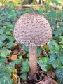 Filename=deznik_orjaski_c_Macrolepiota_procera_2012_11070014.jpg
Filesize=275KB
Dimensions=675x900
Date added=Dec 13, 2012 deznik_orjaski_c_Macrolepiota_procera_2012_11070014.jpg
