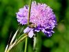 Filename=dta_dolgotipalkar_kovinski_ad_Nemophora_metallica_IMG_6707a.jpg
Filesize=187KB
Dimensions=900x675
Date added=Oct 19, 2022 dta_dolgotipalkar_kovinski_ad_Nemophora_metallica_IMG_6707a.jpg
