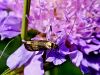 Filename=dta_dolgotipalkar_kovinski_ae_Nemophora_metallica_IMG_6707aa.jpg
Filesize=207KB
Dimensions=900x675
Date added=Oct 19, 2022 dta_dolgotipalkar_kovinski_ae_Nemophora_metallica_IMG_6707aa.jpg