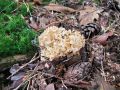 Filename=glivec_borov_a_Sparassis_crispa_2014_10030037.jpg
Filesize=280KB
Dimensions=900x675
Date added=Nov 06, 2014 glivec_borov_a_Sparassis_crispa_2014_10030037.jpg
