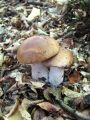 Filename=goban_jesenski_a_Boletus_edulis_2011_10050003.jpg
Filesize=245KB
Dimensions=675x900
Date added=Oct 06, 2011 goban_jesenski_a_Boletus_edulis_2011_10050003.jpg