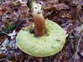 Filename=goban_kostanjasti_d_Boletus_badius_2010_10040022.jpg
Filesize=260KB
Dimensions=900x675
Date added=Oct 20, 2010 goban_kostanjasti_d_Boletus_badius_2010_10040022.jpg