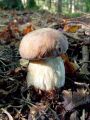 Filename=goban_poletni_c_Boletus_reticulatus_2012_10040016.jpg
Filesize=255KB
Dimensions=675x900
Date added=Nov 27, 2012 goban_poletni_c_Boletus_reticulatus_2012_10040016.jpg