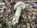 Filename=goban_poletni_e_Boletus_reticulatus_2012_10210073.jpg
Filesize=368KB
Dimensions=900x675
Date added=Oct 25, 2012 goban_poletni_e_Boletus_reticulatus_2012_10210073.jpg