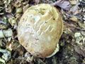 Filename=goban_poletni_f_Boletus_reticulatus_2012_10210074.jpg
Filesize=287KB
Dimensions=900x675
Date added=Oct 25, 2012 goban_poletni_f_Boletus_reticulatus_2012_10210074.jpg