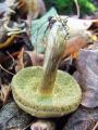 Filename=goban_polsteni_b_Boletus_subtomentosus_2012_10080025.jpg
Filesize=234KB
Dimensions=675x900
Date added=Dec 15, 2012 goban_polsteni_b_Boletus_subtomentosus_2012_10080025.jpg