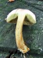 Filename=goban_polsteni_c_Boletus_subtomentosus_2012_10080026.jpg
Filesize=257KB
Dimensions=675x900
Date added=Dec 15, 2012 goban_polsteni_c_Boletus_subtomentosus_2012_10080026.jpg