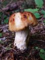 Filename=golobica_blatna_a_Russula_illota_2010_10030019.jpg
Filesize=167KB
Dimensions=675x900
Date added=Oct 21, 2010 golobica_blatna_a_Russula_illota_2010_10030019.jpg