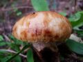 Filename=golobica_blatna_b_Russula_illota_2010_10030022.jpg
Filesize=123KB
Dimensions=900x675
Date added=Oct 21, 2010 golobica_blatna_b_Russula_illota_2010_10030022.jpg