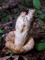Filename=golobica_blatna_c_Russula_illota_2010_10030020.jpg
Filesize=157KB
Dimensions=675x900
Date added=Oct 21, 2010 golobica_blatna_c_Russula_illota_2010_10030020.jpg