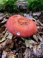Filename=golobica_bljuvna_a_Russula_emetica_13_2009_09240026.JPG
Filesize=264KB
Dimensions=675x900
Date added=Jan 03, 2010 golobica_bljuvna_a_Russula_emetica_13_2009_09240026.JPG