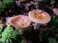 Filename=golobica_brezovinska_b_Russula_betularum_2010_08290035.jpg
Filesize=176KB
Dimensions=900x675
Date added=Oct 21, 2010 golobica_brezovinska_b_Russula_betularum_2010_08290035.jpg