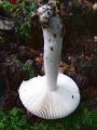 Filename=golobica_brezovinska_c_Russula_betularum_2010_08290036.jpg
Filesize=160KB
Dimensions=675x900
Date added=Oct 21, 2010 golobica_brezovinska_c_Russula_betularum_2010_08290036.jpg