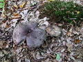 Filename=golobica_crneca_a_Russula_nigricans_2009_09290031.JPG
Filesize=374KB
Dimensions=900x675
Date added=Jan 03, 2010 golobica_crneca_a_Russula_nigricans_2009_09290031.JPG