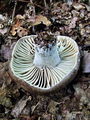 Filename=golobica_crneca_b_Russula_nigricans_2009_09290032.JPG
Filesize=337KB
Dimensions=675x900
Date added=Jan 03, 2010 golobica_crneca_b_Russula_nigricans_2009_09290032.JPG