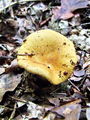 Filename=golobica_okrasta_a_Russula_ochroleuca_2009_09260018.JPG
Filesize=312KB
Dimensions=675x900
Date added=Jan 03, 2010 golobica_okrasta_a_Russula_ochroleuca_2009_09260018.JPG