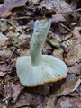 Filename=golobica_okrasta_b_Russula_ochroleuca_2009_09260019.JPG
Filesize=213KB
Dimensions=675x900
Date added=Jan 03, 2010 golobica_okrasta_b_Russula_ochroleuca_2009_09260019.JPG