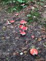 Filename=golobica_rdecebetna_a_Russula_rhodopodus_2010_08250016.jpg
Filesize=344KB
Dimensions=675x900
Date added=Oct 21, 2010 golobica_rdecebetna_a_Russula_rhodopodus_2010_08250016.jpg
