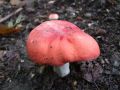 Filename=golobica_rdecebetna_b_Russula_rhodopodus_2010_08250017.jpg
Filesize=184KB
Dimensions=900x675
Date added=Oct 21, 2010 golobica_rdecebetna_b_Russula_rhodopodus_2010_08250017.jpg