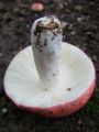 Filename=golobica_rdecebetna_c_Russula_rhodopodus_2010_08250018.jpg
Filesize=128KB
Dimensions=675x900
Date added=Oct 21, 2010 golobica_rdecebetna_c_Russula_rhodopodus_2010_08250018.jpg