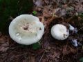 Filename=golobica_rjavozelena_a_Russula_heterophylla_2010_08180019.jpg
Filesize=179KB
Dimensions=900x675
Date added=Oct 21, 2010 golobica_rjavozelena_a_Russula_heterophylla_2010_08180019.jpg