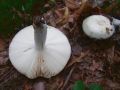 Filename=golobica_rjavozelena_b_Russula_heterophylla_2010_08180020.jpg
Filesize=155KB
Dimensions=900x675
Date added=Oct 21, 2010 golobica_rjavozelena_b_Russula_heterophylla_2010_08180020.jpg