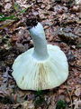 Filename=golobica_skrlatna_b_Russula_atropurpurea_2009_09260022.JPG
Filesize=306KB
Dimensions=675x900
Date added=Jan 03, 2010 golobica_skrlatna_b_Russula_atropurpurea_2009_09260022.JPG