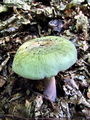 Filename=golobica_vijolicnobetna_a_Russula_violeipes_2009_09240084.jpg
Filesize=288KB
Dimensions=675x900
Date added=Jan 03, 2010 golobica_vijolicnobetna_a_Russula_violeipes_2009_09240084.jpg