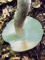 Filename=golobica_vijolicnobetna_b_Russula_violeipes_2009_09240085.JPG
Filesize=273KB
Dimensions=675x900
Date added=Jan 03, 2010 golobica_vijolicnobetna_b_Russula_violeipes_2009_09240085.JPG