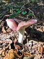 Filename=golobica_visnjeva_a_Russula_turci_2009_09240082.JPG
Filesize=328KB
Dimensions=675x900
Date added=Jan 03, 2010 golobica_visnjeva_a_Russula_turci_2009_09240082.JPG