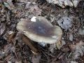 Filename=golobica_vonjava_a_Russula_amoenolens_2010_08180018.jpg
Filesize=299KB
Dimensions=900x675
Date added=Oct 21, 2010 golobica_vonjava_a_Russula_amoenolens_2010_08180018.jpg