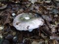 Filename=golobica_votlobetna_a_Russula_cavipes_2010_08290029.jpg
Filesize=184KB
Dimensions=900x675
Date added=Oct 21, 2010 golobica_votlobetna_a_Russula_cavipes_2010_08290029.jpg