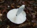 Filename=golobica_votlobetna_b_Russula_cavipes_2010_08290030.jpg
Filesize=161KB
Dimensions=900x675
Date added=Oct 21, 2010 golobica_votlobetna_b_Russula_cavipes_2010_08290030.jpg
