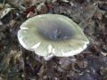 Filename=golobica_zelena_a_Russula_aeruginea_2010_08250022.jpg
Filesize=183KB
Dimensions=900x675
Date added=Oct 21, 2010 golobica_zelena_a_Russula_aeruginea_2010_08250022.jpg