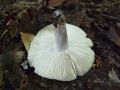 Filename=golobica_zelena_b_Russula_aeruginea_2010_08250023.jpg
Filesize=187KB
Dimensions=900x675
Date added=Oct 21, 2010 golobica_zelena_b_Russula_aeruginea_2010_08250023.jpg