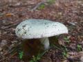Filename=golobica_zelenkasta_a_Russula_virescens_2010_08250013.jpg
Filesize=167KB
Dimensions=900x675
Date added=Oct 21, 2010 golobica_zelenkasta_a_Russula_virescens_2010_08250013.jpg