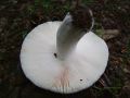 Filename=golobica_zelenkasta_b_Russula_virescens_2010_08250014.jpg
Filesize=140KB
Dimensions=900x675
Date added=Oct 21, 2010 golobica_zelenkasta_b_Russula_virescens_2010_08250014.jpg