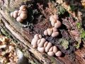 Filename=grahovka_razbarvana_a_Lycogala_epidendrum_2012_10220030.jpg
Filesize=352KB
Dimensions=900x675
Date added=Dec 14, 2012 grahovka_razbarvana_a_Lycogala_epidendrum_2012_10220030.jpg