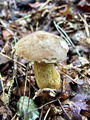 Filename=grenivec_zolcasti_a_Tylopilus_felleus_2009_10030019.JPG
Filesize=311KB
Dimensions=675x900
Date added=Jan 04, 2010 grenivec_zolcasti_a_Tylopilus_felleus_2009_10030019.JPG