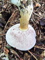 Filename=grenivec_zolcasti_c_Tylopilus_felleus_2009_09290011.JPG
Filesize=327KB
Dimensions=675x900
Date added=Jan 04, 2010 grenivec_zolcasti_c_Tylopilus_felleus_2009_09290011.JPG