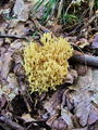 Filename=griva_bukova_a_Ramaria_fagetorum_2009_09210016.JPG
Filesize=314KB
Dimensions=675x900
Date added=Jan 04, 2010 griva_bukova_a_Ramaria_fagetorum_2009_09210016.JPG